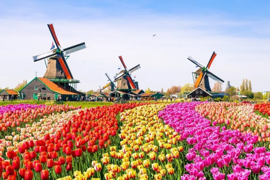 Tulpen nederland 728 xl